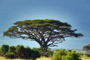 acacia tree